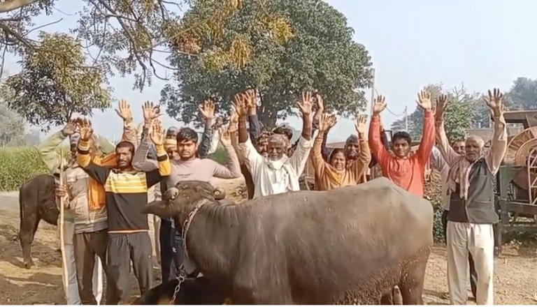 A deadly disease has spread among cattle in Chiraiyapur village of Auraiya district, resulting in the death of more than a dozen buffaloes.