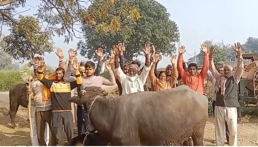 A deadly disease has spread among cattle in Chiraiyapur village of Auraiya district, resulting in the death of more than a dozen buffaloes.