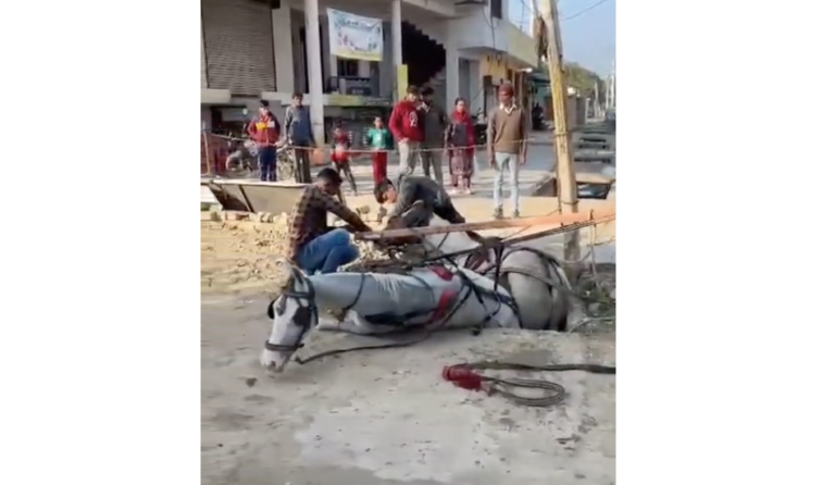 Lucknow: Two horses, along with a horse-drawn carriage, fell into an open drain; video goes viral.