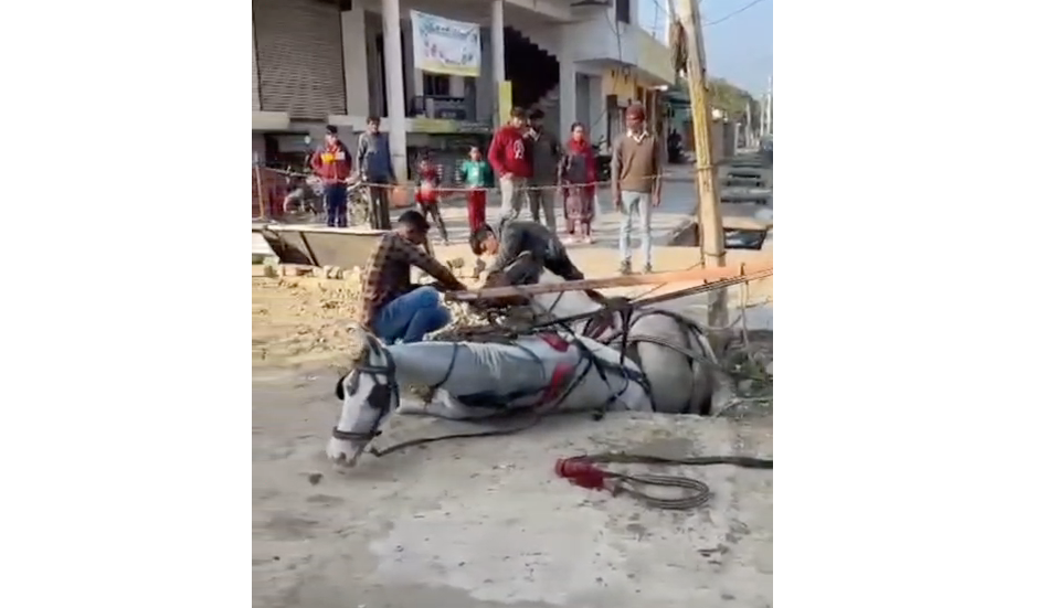 Lucknow: Two horses, along with a horse-drawn carriage, fell into an open drain; video goes viral.