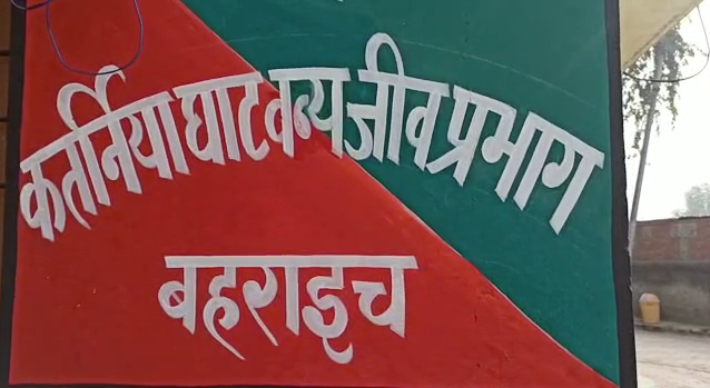 A leopard snatched a young child playing in the courtyard