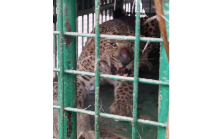 The leopard, which had become synonymous with terror, has finally been captured in a cage.