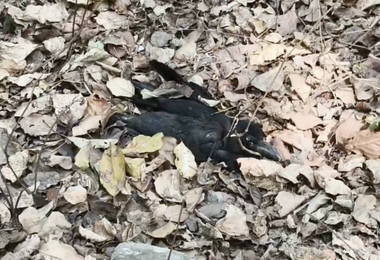 Dozens of crows die in Bhagalpur's Sandis Compound, raising fears of bird flu