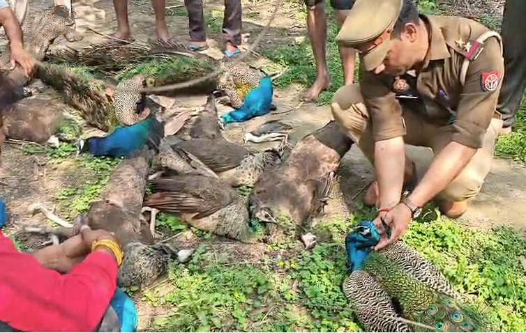 A large number of national bird peacocks were found dead under suspicious circumstances in Ghaziabad's Loni.