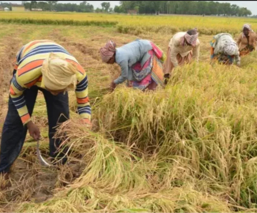 Yogi Government Sets New Record in Paddy Procurement, Buys 62.30 Lakh Metric Tonnes from 10.53 Lakh Farmers