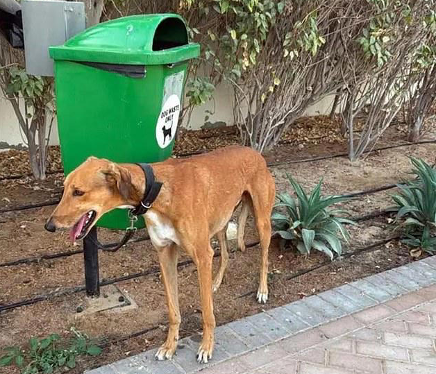 Foreigners Flee UAE Amid Fear of Iranian Attacks, Criticized for Abandoning Pets