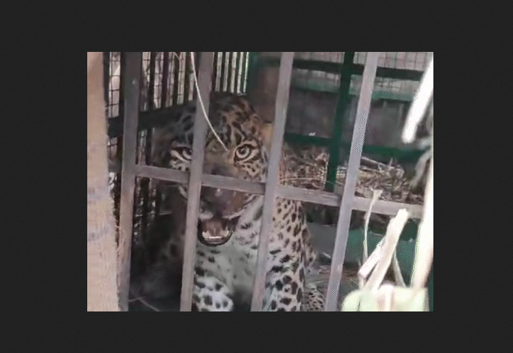 Female Leopard Captured in Amroha, Two Cubs Rescued; Fear in Villages Ends