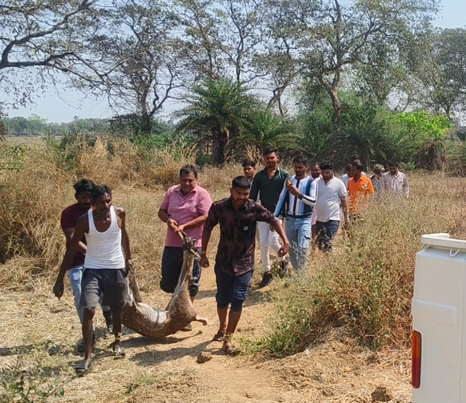 A twelve-antlered deer wandered out of the forest and reached Marwa village