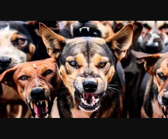 Woman Dies After Dog Bite in Noida, Suffers Heart Attack During Treatmen