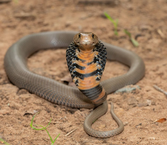 Man Beaten Snake to Death in Badaun, FIR Registered Under Wildlife Act