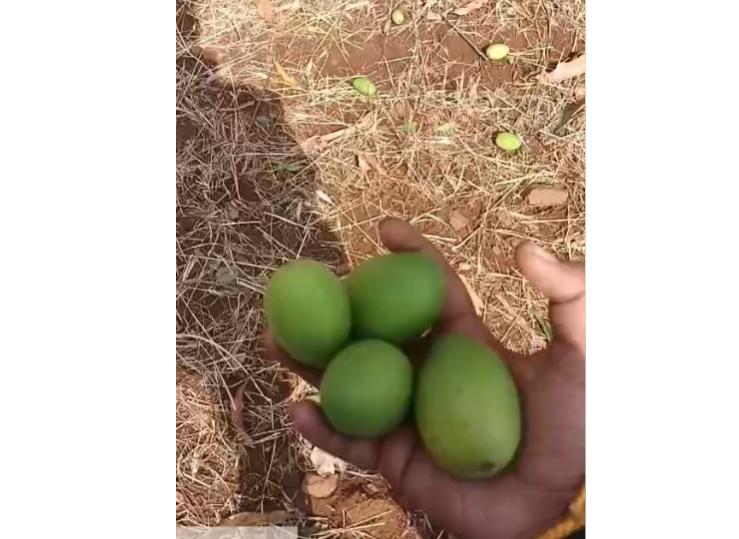 Hailstorm Devastates Crops in Betul, Farmers Demand Relief and Loan Extension