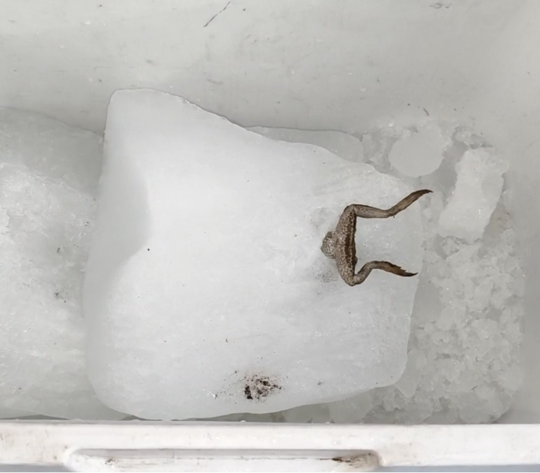 Frog Found Frozen Inside Ice at Ghantaghar Juice Center, Sparks Panic