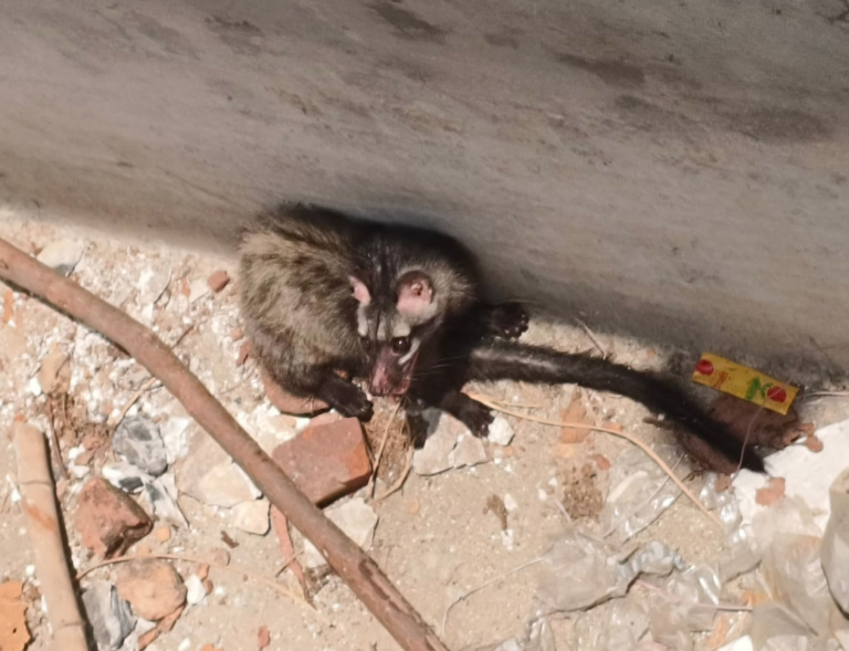 Asian Palm Civet Found Fallen in Water Tank in Mudhali Village, Katghora Forest Division