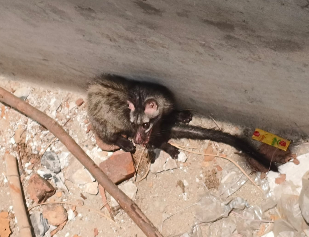 Asian Palm Civet Found Fallen in Water Tank in Mudhali Village, Katghora Forest Division