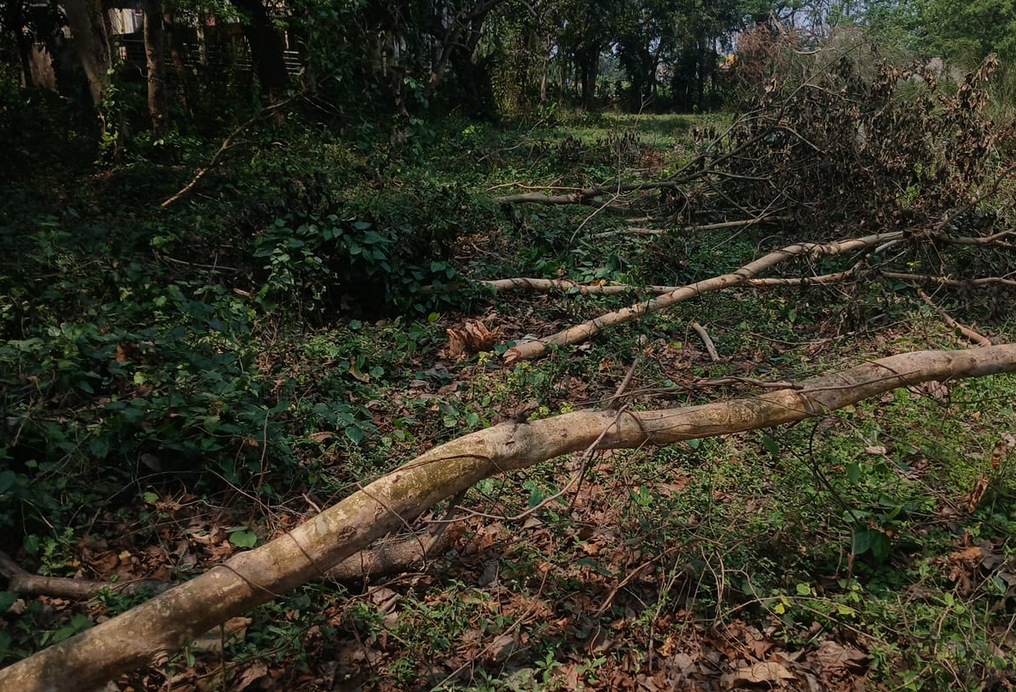 Tree Cutting Row in Cheria Bariarpur