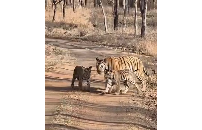 Tigress P-142 Spotted with Cubs in Panna Tiger Reserve, Adorable Moments Captured