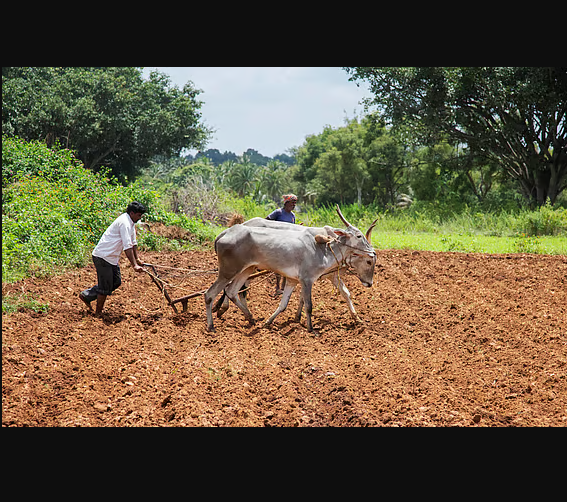 Farmer Suicides Remain a Major Concern: 10,546 Farmers and Farm Workers Died by Suicide in 2024