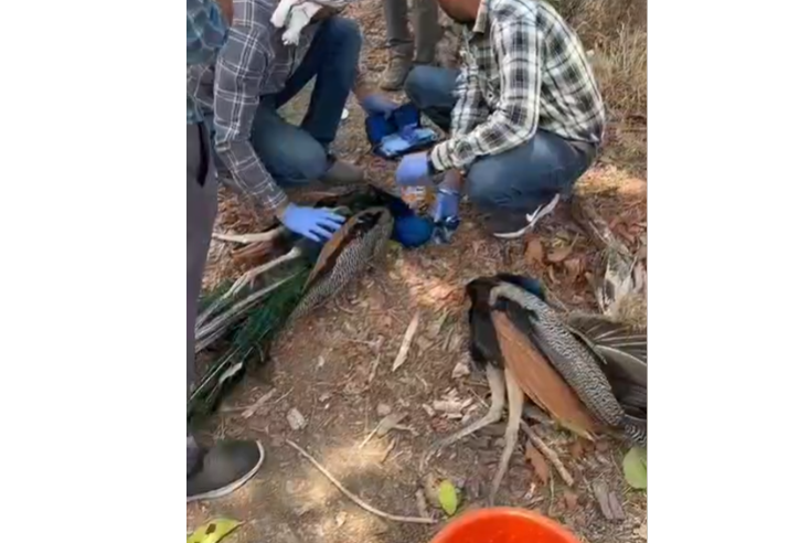 Five Peacocks Found Dead In Burhanpur Forest Area