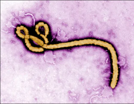 India on Alert Over Ebola Virus Threat