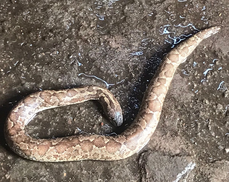 Dead Snake Found in Gwalior Water Tank, Residents Raise Questions Over Civic Negligence