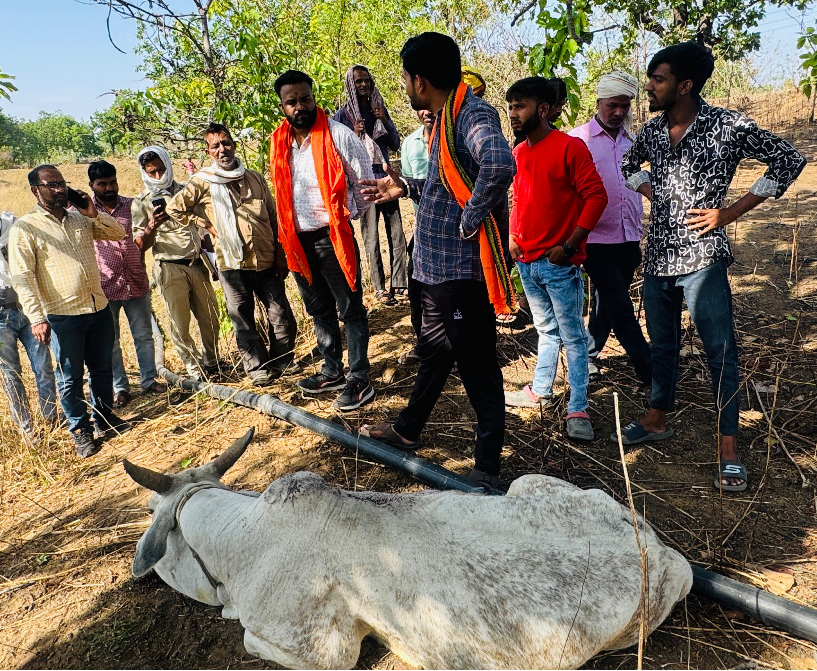 Shocking Incident in Betul: Explosives Hidden in Dough Balls Kill 3 Cattle, 11 Injured