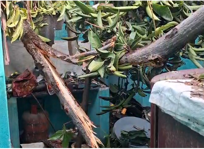 Storm Havoc in Kusmunda: Massive Tree Falls on Three Houses, Families Escape Narrowly