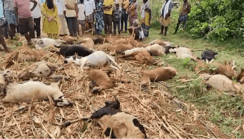 Around 50 Sheep Die After Drinking Suspected Contaminated Water