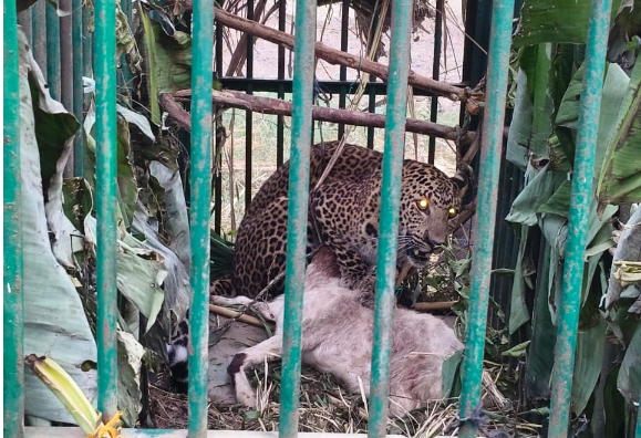 Fourth Leopard Captured In A Month, Forest Department Intensifies Vigilance In Lakhimpur Kheri