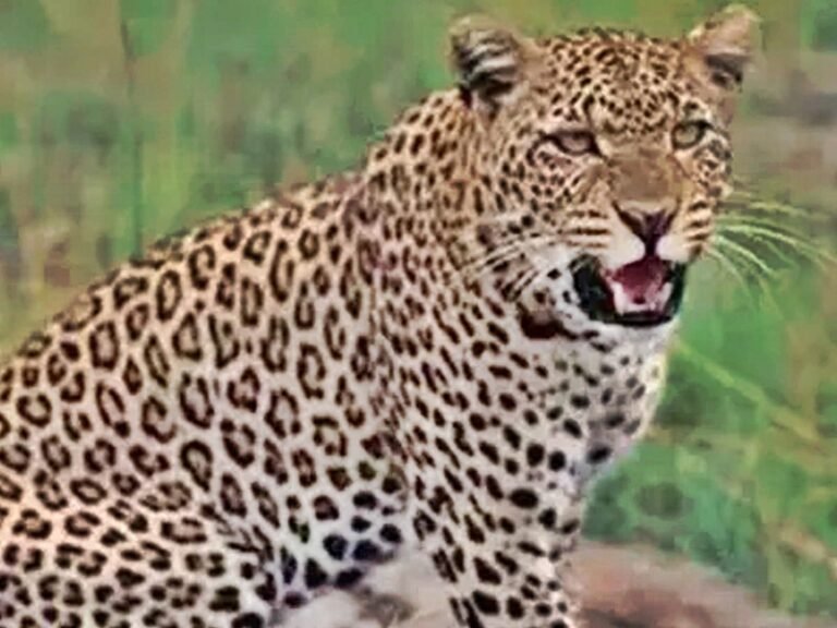 Leopard Attacks Forest Staff During Rescue Operation In Bahraich