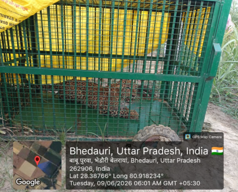 Leopard Behind Days Of Panic Finally Captured In Forest Department Trap