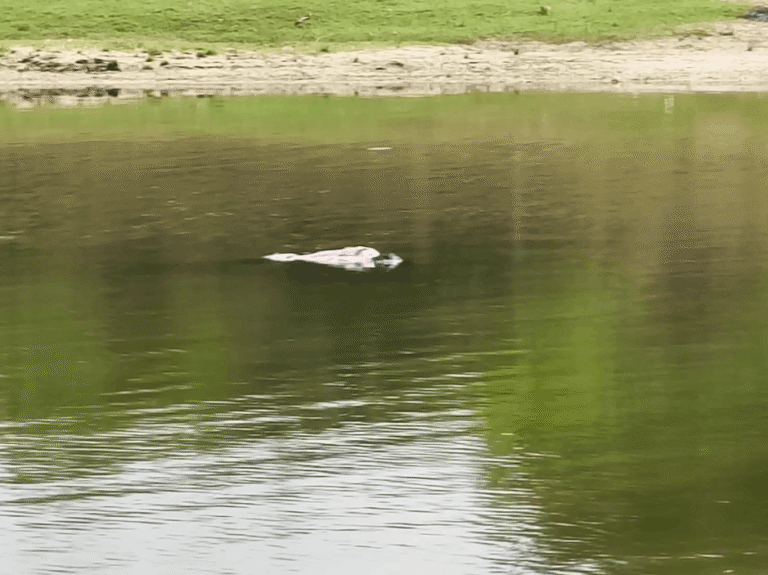 Mystery Deepens After Young Man’s Body Found In Rind River