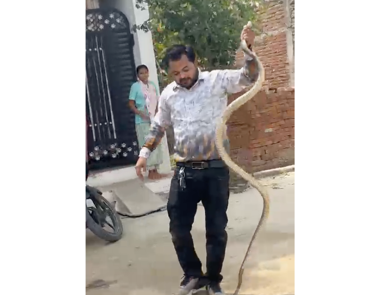 8-Foot Snake Rescued From Madhya Pradesh Minister Dilip Ahirwar's Residence in Chhatarpur