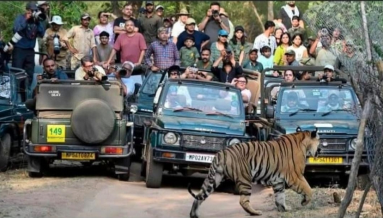 Tiger ‘Bajrang’ Surrounded By Safari Vehicles In Bandhavgarh, Questions Raised Over Rule Violations