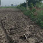 Three Dogs Electrocuted After 11 KV Power Line Snaps In Bulandshahr