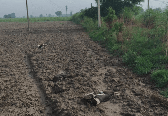 Three Dogs Electrocuted After 11 KV Power Line Snaps In Bulandshahr