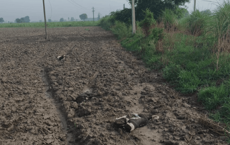 Three Dogs Electrocuted After 11 KV Power Line Snaps In Bulandshahr
