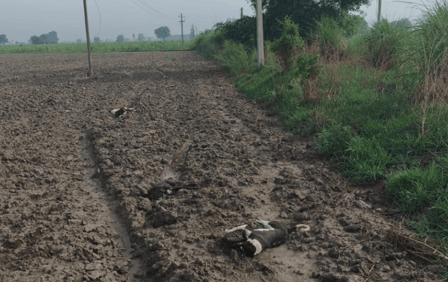 Three Dogs Electrocuted After 11 KV Power Line Snaps In Bulandshahr