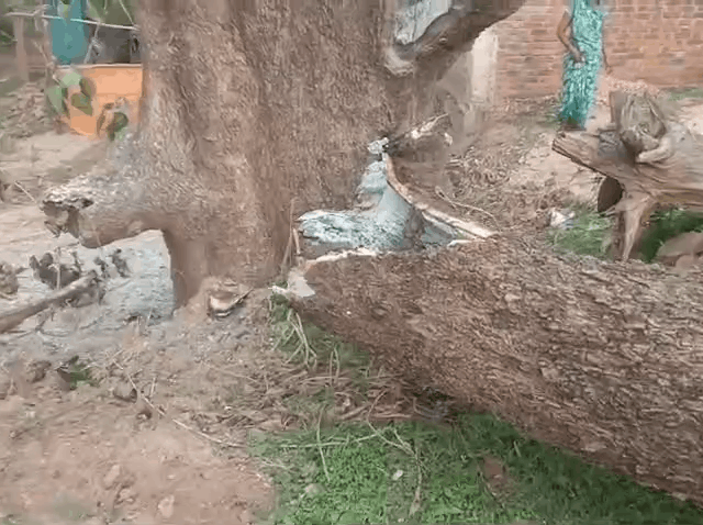 Couple Killed After Tree Falls On Moving Bike In Damoh