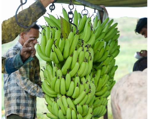 Burhanpur Bananas Get GI Tag, Boosting Identity And Market Opportunities
