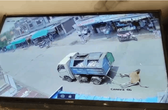 Video Of Dead Cow Being Dragged By Garbage Vehicle Sparks Outrage In Betul