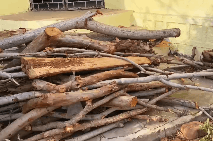 Probe Ordered Over Alleged Illegal Felling of Trees at Tribal Welfare Hostel in Dongargarh