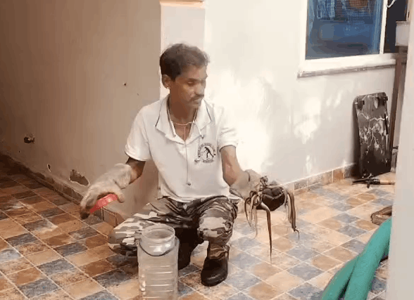20 Baby Cobras Rescued Alive from Well in Mandsaur Residential Colony