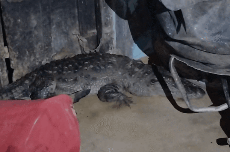 Crocodile Enters House at Night in Etah, Wildlife Team Rescues It Safely