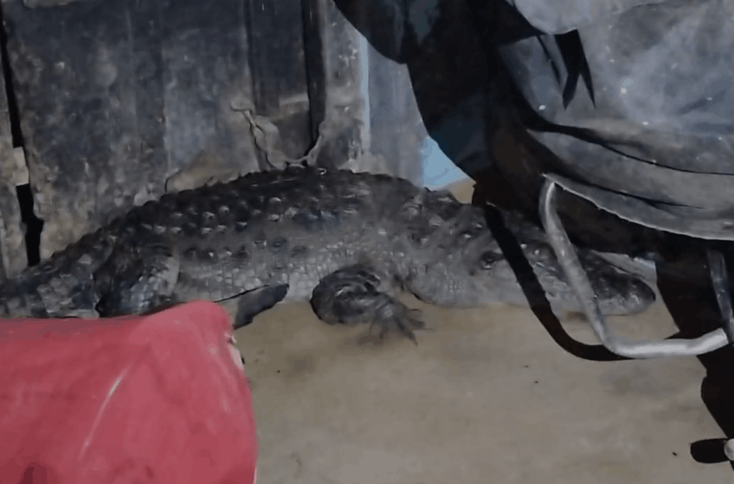 Crocodile Enters House at Night in Etah, Wildlife Team Rescues It Safely