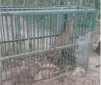Lakhimpur Kheri: Another Leopard Captured in Cage by Forest Department in Nighasan Range