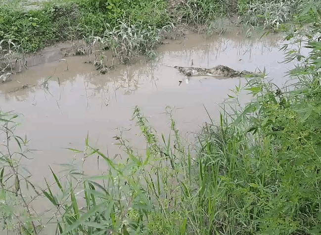 Panic After Report of Unidentified Body in Canal, Search Operation Underway