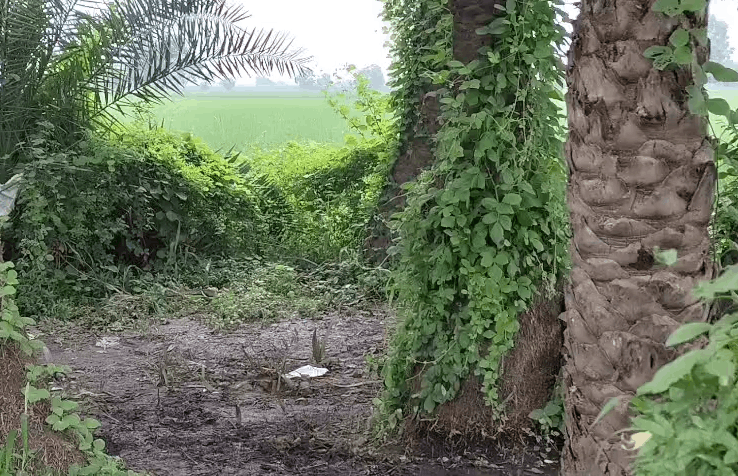 Cattle Remains Found in Bulandshahr, FIR Registered Against Four Named Accused