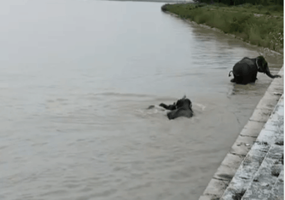 Bahraich: Forest Department Safely Rescues Herd of Five Wild Elephants