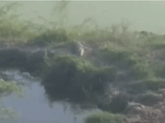 Crocodile Spotted in Jalaun Village Pond, Villagers Demand Immediate Rescue