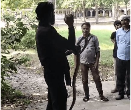 Etah: Snake Found Inside Classroom, Forest Team Rescues It Safely